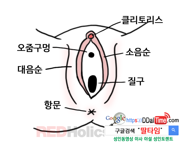 여성성기에 관한 몇가지 사실들              이미지 #2