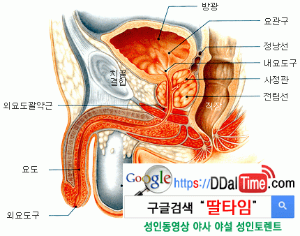 위상기하 오르가즘의 실체(하) - 남성멀티오르가즘을 위한 요도자위              이미지 #1