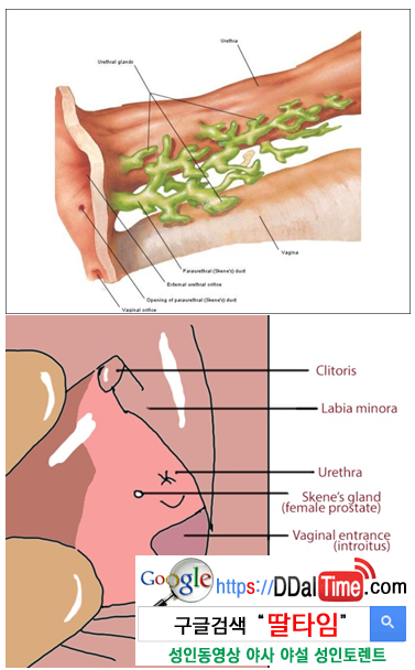 강제 여성사정에 대한 나름의 소견과 팁              이미지 #2