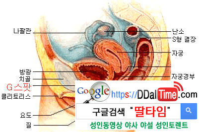 클리토리스 애무 완전정복 2탄              이미지 #7