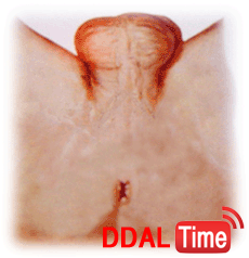 펠라치오 잘 하는 법              이미지 #5