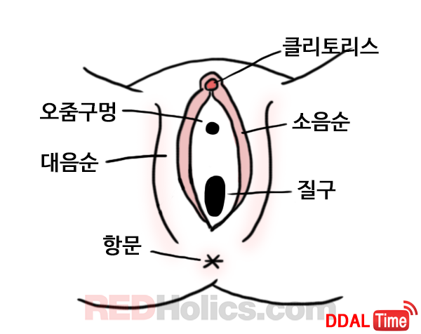 여성성기에 관한 몇가지 사실들              이미지 #2