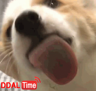 진심 개처럼 쳐박고 냄새 맡기 쌉가능 이미지 #2