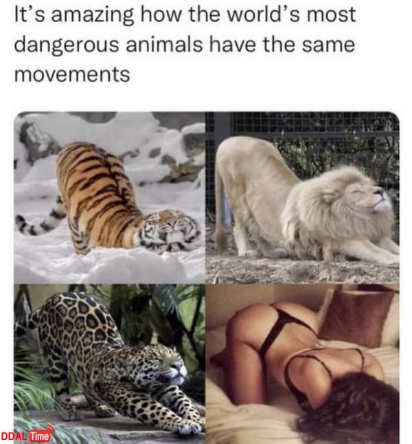 세상에서 가장 위험한 동물들의 공통된 움직임 이미지 #1